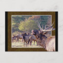 Search for herding postcards Animal