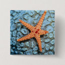 Search for coral badges Photography