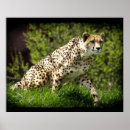 Search for wildlife lover posters Animals