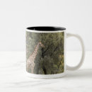 Search for giraffa camelopardalis mugs Giraffe