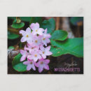 Search for mayflower postcards Massachusetts