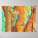 Search for tree collage posters Bird