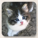 Search for protect coasters Animal