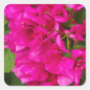 Search for bougainvillea stickers Floral