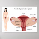Search for obstetrics art Gynaecology
