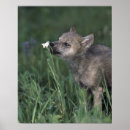 Search for wolf posters Outdoors