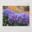 Search for impressionists postcards Flowers
