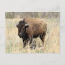 Search for maxwell postcards Wildlife