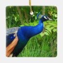 Search for beautiful peacock christmas decor Bird