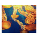 Search for aquatic posters Marine animals