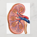 Search for kidney postcards Nephrology