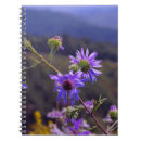 Search for blue aster Purple