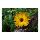Search for logs art Yellow