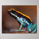 Search for poison posters Central america