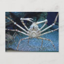 Search for lobsters postcards Sealife