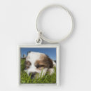 Search for small dog key rings Nature