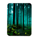 Search for firefly magnets Insect