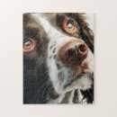 Search for springer spaniel puzzles Pet