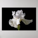 Search for white iris posters Nature