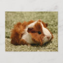 Search for baby pig postcards Guinea