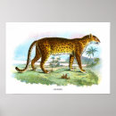 Search for vintage animal illustration posters Nature