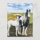 Search for foals postcards Farm animals