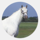 Search for appaloosa stickers Equestrian