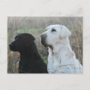 Search for black lab postcards Dogs