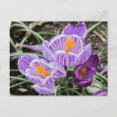 Search for crocuses postcards Purple