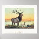 Search for wapiti posters Wildlife