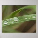 Search for blade art Nature