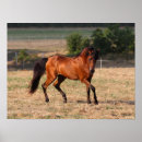 Search for horse breed posters Bay