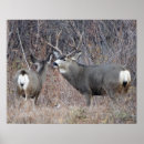 Search for buck and doe posters Wildlife photography