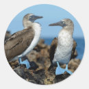 Search for galapagos stickers Animal