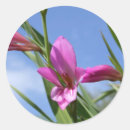 Search for spring pink stickers Blue