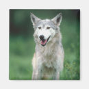 Search for grey wolf magnets Wolves