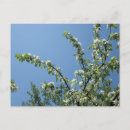 Search for mackinac island postcards Grand hotel