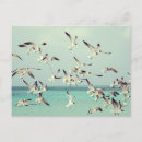 Search for flocking postcards Seagulls