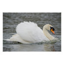 Search for swimming swan posters Wildlife