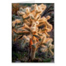 Search for spiked cards Cactus