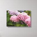 Search for hydrangea canvas prints Photography