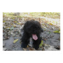 Search for pug posters Puppies