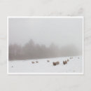 Search for sheeps postcards Nature