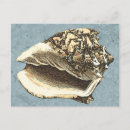 Search for conch postcards Seashell