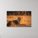 Search for botswana canvas prints Lion