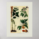 Search for spices art Illustration