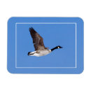 Search for bird flight magnets Flying