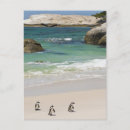 Search for african penguin postcards Boulders beach