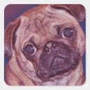 Search for pug face stickers Pugs