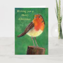 Search for european robin bird postcards Merry christmas